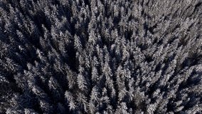 Winter Forest Snow Carpathian, Top Down View Pine Trees Aerial 4K Drone Video