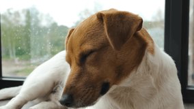 Jack Russell Terrier falls asleep near the window. Slow motion
