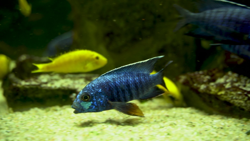 Electric blue hap and Aulonocara nyassae fish grazing the stones aka the emperor cichlid, is a species of haplochromine Cichlid that is endemic to Lake Malawi in Africa and electric yellow cichlid | Shutterstock HD Video #1092796353