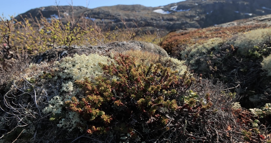 Arctic Tundra lichen moss close-up. Found primarily in areas of Arctic Tundra, alpine tundra, it is extremely cold-hardy. Cladonia rangiferina, also known as reindeer cup lichen. Royalty-Free Stock Footage #1092798113