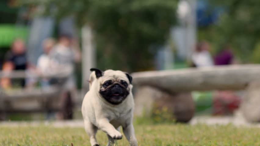 Gray pug dog runs with its tongue out on lawn in park towards the camera. A happy fat dog with a short tail joyfully runs through park to the hostess, outdoor Royalty-Free Stock Footage #1092799291