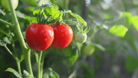 Farmer woman hand touching ripe red tomatoes with water drops on branch in greenhouse. Organic farm vegetables, food, fresh tomato cherry. Harvest season, agriculture 4K footage  - Powered by Shutterstock - Get 15% off with code: PIKWIZARD15