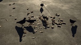Pigeons are eating some food on concrete ground in slow motion. Strong shadows are looking amazing. Also, there is a big bird's shadow passing over them.
