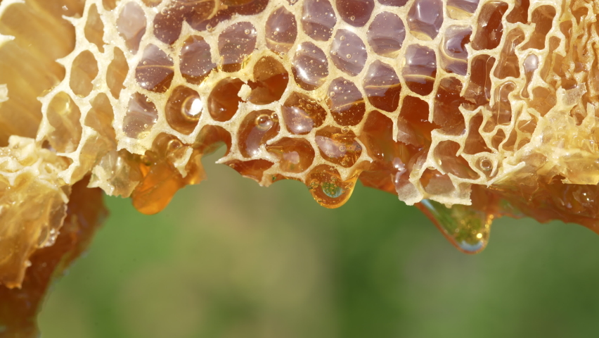 Honey dripping from honey comb on nature background, close up. Thick honey dripping from the honeycomb. Healthy food concept Royalty-Free Stock Footage #1092802969