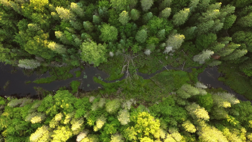 Aerial over vibrant green treetops river forest Algonquin Park Ontario calm day