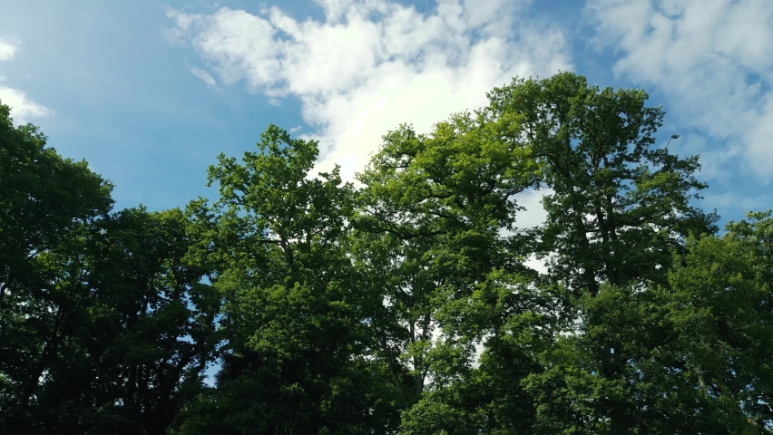 4K Cinematic nature footage of a drone rotating around a tree in the middle of a field in Normandy, France on a sunny day.