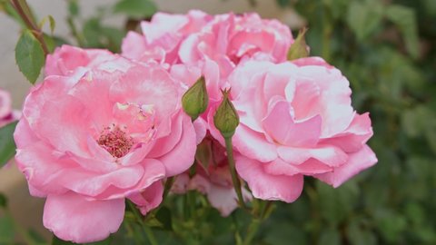Pink Roses Garden Moving Wind Close Stock Footage Video (100% Royalty ...