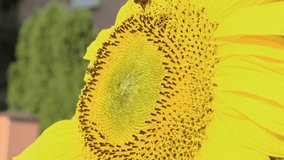 Honey bees collecting pollen from the sunflower growing in the garden. Close up. 4k video