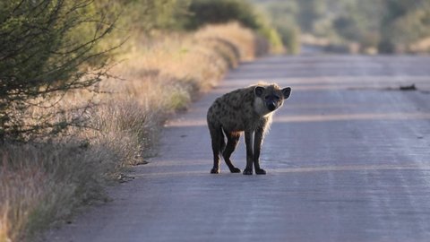 Wild hyena walking in the African savannah of the Kruger National Park in South Africa, an ideal place to go on safari and observe these predators that live in the wildlife of the savannah.