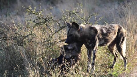 Couple of wild dogs in the African savannah of the Kruger National Park in South Africa, an ideal place to go on safari and observe these predators living in the wildlife of the savannah.