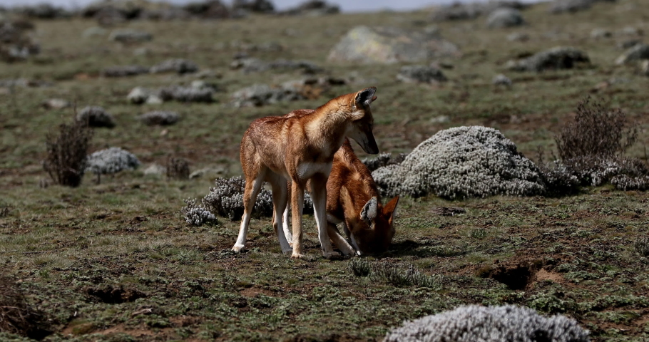 Very rare endemic Ethiopian wolf, male and female, Canis simensis, Sanetti Plateau in Bale mountains, Wolf hunting Big-headed African mole-rat. Africa Ethiopian wildlife.