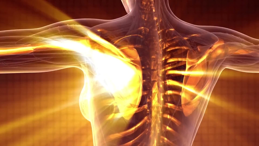 Science anotomy human body skeleton 