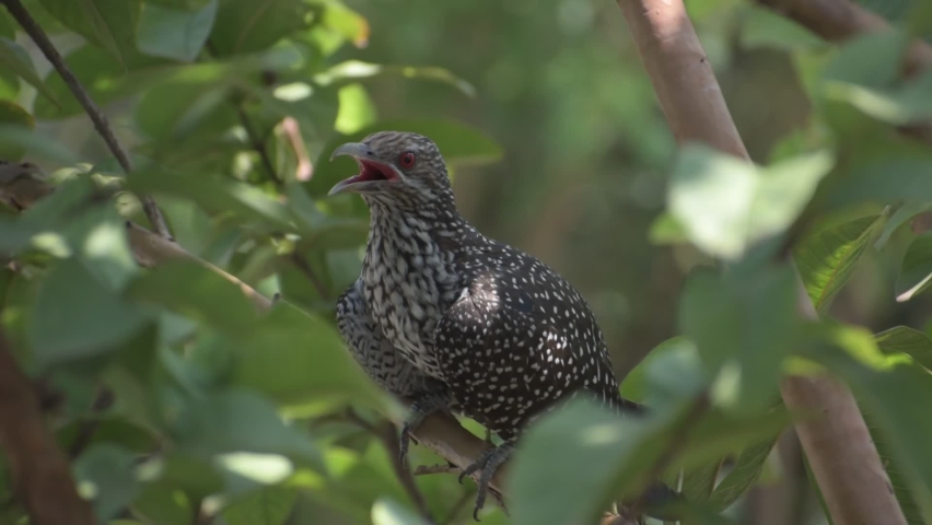 koel Bird Sitting on the tree Video. large and long-tailed cuckoo, black-billed koels sitting on tree. Nature view, Original .MOV Video not edited, Raw Video Photage