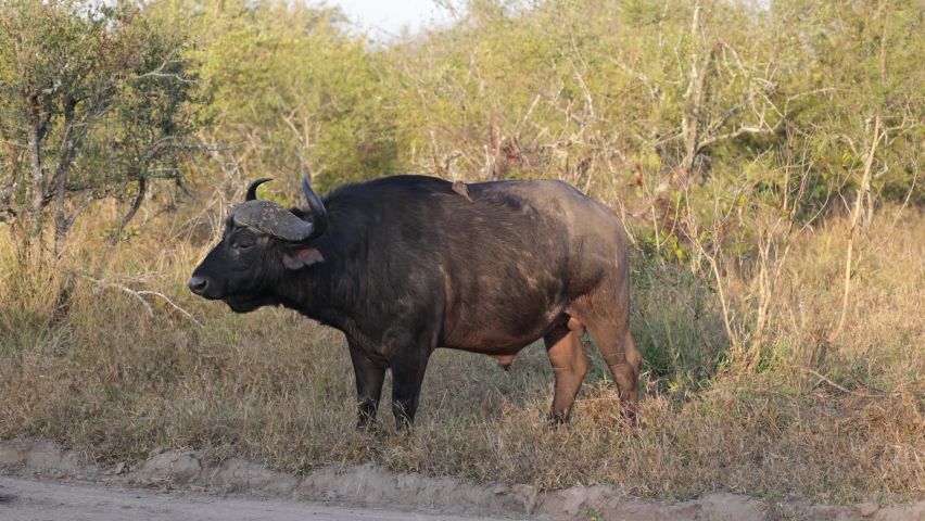 African buffalo in the golden hour