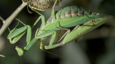VERTICAL VIDEO: Male sits on the female Praying mantises copulate. Mantis mating. Transcaucasian Tree Mantis (Hierodula transcaucasica). Close up of mantis insect