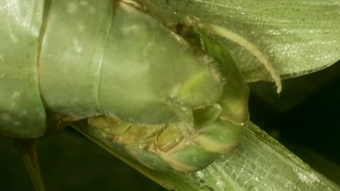VERTICAL VIDEO: Extreme close up of mating process Male with female of Mantises. Mantis mating of mantis insect.