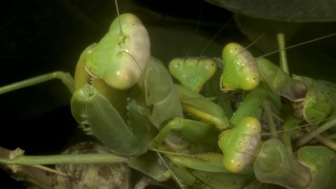 VERTICAL VIDEO: Three male sits on the female Praying mantises copulate. Mantis mating. Transcaucasian Tree Mantis (Hierodula transcaucasica). Close up of mantis insect