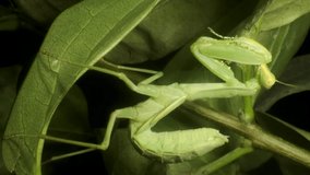 VERTICAL VIDEO: Close-up of large green praying mantis sitting on green leaves