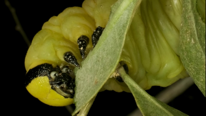VERTICAL VIDEO: Сlose-up of Larva (caterpillar) of butterfly Death