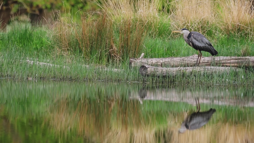 Grey Heron (Ardea Cinerea), UK British Wildlife in Richmond Park, Reflections in a Calm Still Lake in London, England, United Kingdom Royalty-Free Stock Footage #1092828919
