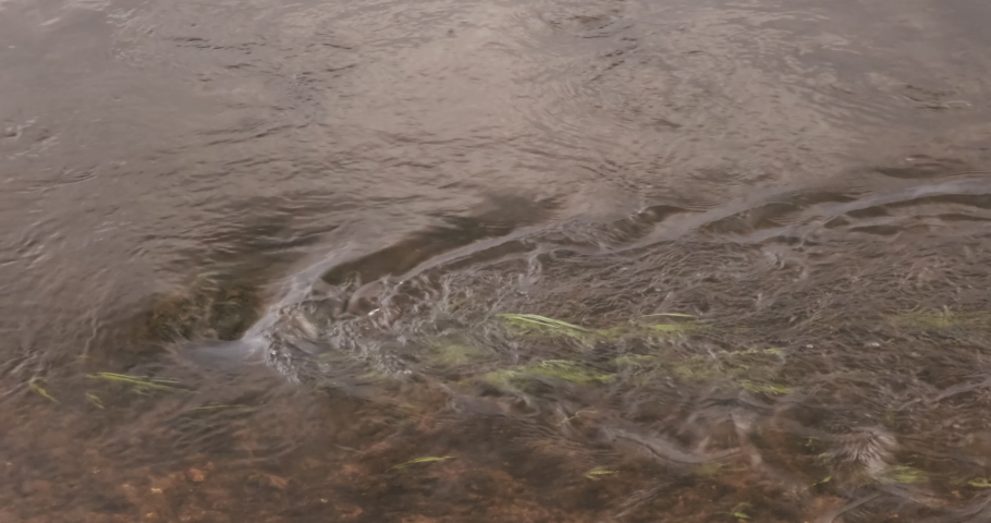 Water and green grass in the river flows slowly close-up