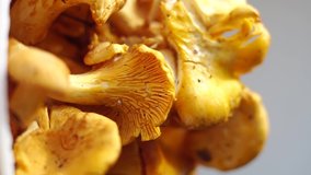 Chanterelle mushrooms. Fresh forest mushrooms. Farm products. Vertical orientation of the video. Healthy food.