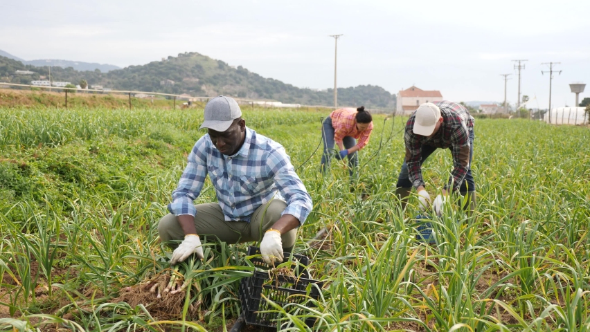 African-american man farmer harvesting young garlic with plantation workers.  Royalty-Free Stock Footage #1092837561