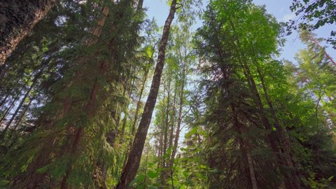 4k, the sun's rays through the dense crowns of the trees of the European forest