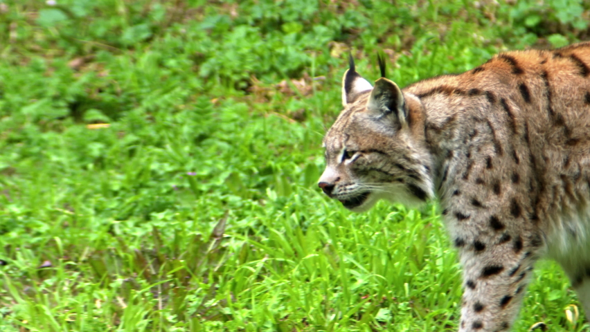Wild Lynx Cat Walking on Green Grass Forest Footage.