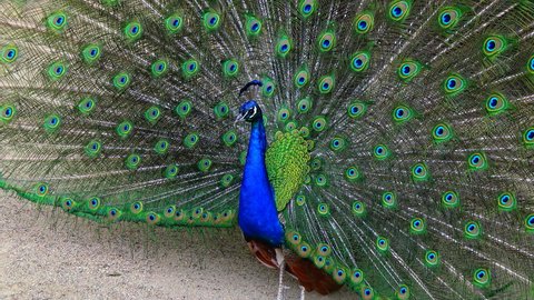 6,978 Peacock feather Stock Video Footage - 4K and HD Video Clips ...