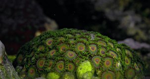 Zoanthus polyps in coral reef aquarium tank. Coral in aquarium. Undersea world. Life in a coral reef.