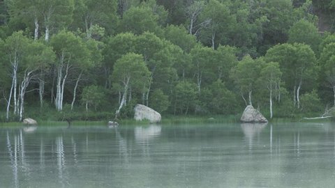 Fog drifts gently along the surface of a lake in front of the aspen trees and boulders on the far shore in the early morning calm while birds sing in the trees nearby.