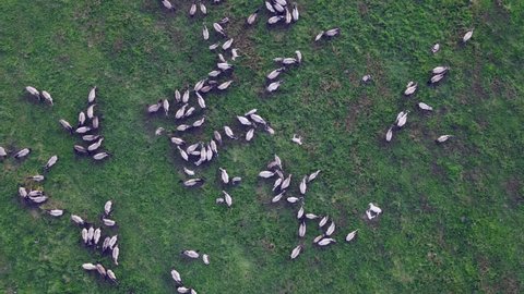 Aerial View Tarpan Horses Nature Wild Stock Footage Video (100% Royalty ...