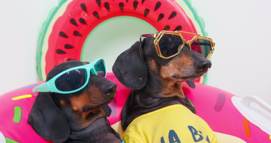 Portrait of two funny dachshund dogs in sunglasses who sit in inflatable swimming ring, chill and watch someone carefully while relaxing on the beach on vacation Royalty-Free Stock Footage #1092852349