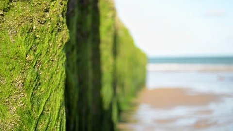 Close-up footage of green algae growing on wooden breakwater poles at the calm north sea during a low tide morning. Static rack focus with shallow depth of field
