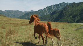 Chestnut horse and cute foal run together along wide pasture slow motion. Healthy animals graze at highland on summer day. Wild nature and ranch habitats - Powered by Shutterstock - Get 15% off with code: PIKWIZARD15
