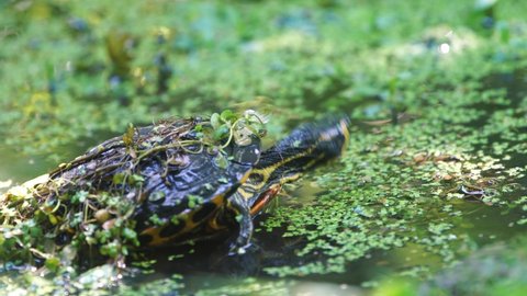 Yellow Belly Slider Turtle Dipping Head Stock Footage Video (100% ...