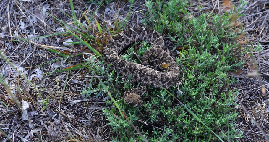 Static video of a Western Diamondback Rattlesnake(Crotalus atrox) coiled in shrubs.