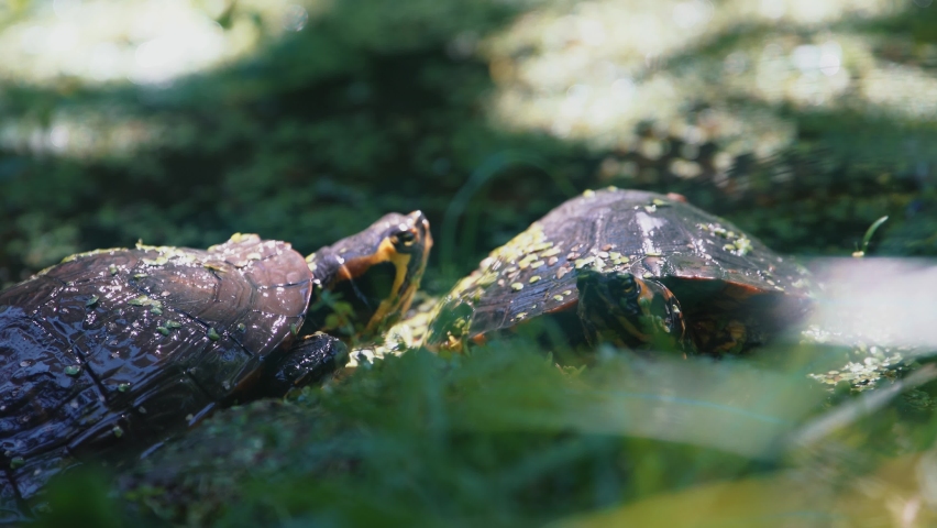 Yellow belly slider turtle crawling towards another turtle sunbathing.
