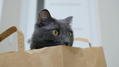 A cute gray cat looks into the frame with its yellow eyes. The gray cat hid in a paper bag and looks out from there in complete safety. A beautiful gray cat climbed into a bag from a supermarket.