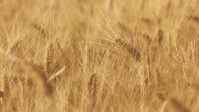 Wheat in the rays of dawn. Ears of wheat ripen in the field. Ripe wheat field, agricultural background. Ecological clean food, food safety. Close-up shot. 4K slow motion 120 fps video