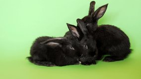 Three little black rabbit isolated on green chroma key background. Hare is a symbol of 2023 year by an eastern calendar. Cute fun pet. Holiday gift for Christmas, New Year or Easter. Video footage 4K.