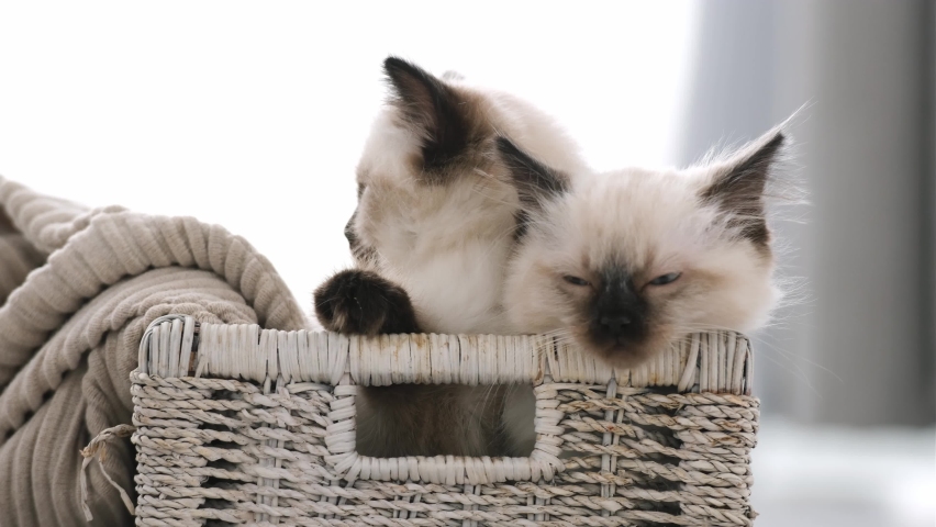Two adorable ragdoll kittens in the basket and purebred kitty sleeping. Pair of little fluffy cute cats together at home Royalty-Free Stock Footage #1092864037