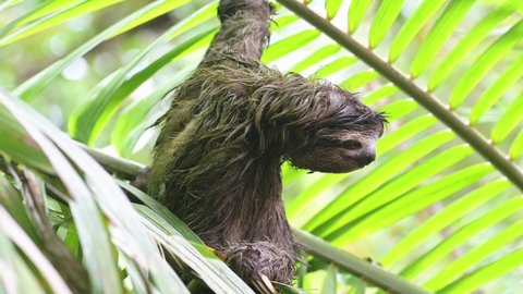 Costa Rica Sloth in Rainforest, Climbing a Tree, Brown Throated Three Toed Sloth (bradypus variegatus) Moving Slowly in Tortuguero National Park, Wildlife and Animals in the Wild, Central America