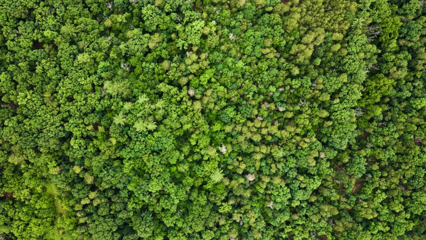 Aerial view of rolling hills and abstract background pattern of lush green forest trees in Appalachian Shenandoah National Park Blue Ridge mountains