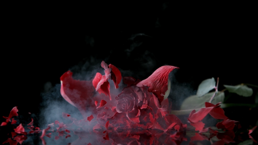 Super slow motion of falling head of red rose, frozen by liquid nitrogen. Beautiful flower abstract shot with flying fragments pieces of frozen petals. Filmed on high speed cinema camera, 1000fps. | Shutterstock HD Video #1092868995
