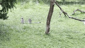 Amazingly beautiful and cute lemurs. Lemurs eat and watch. Stock video clip.