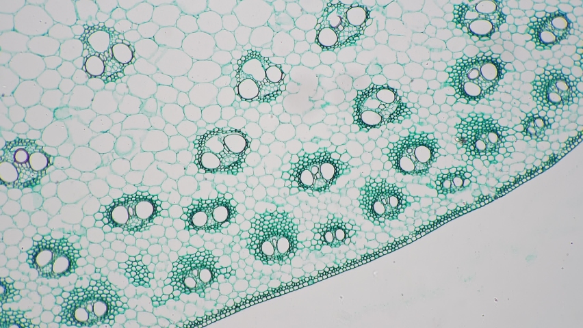 Stem of monocotyledon transversal section cut under the microscope 100x. Magnified view of plant cell for botanic education in school and university. Exploring nature and flora in detail in