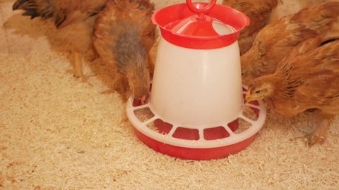 Small chickens in wooden chicken coop eat feed from feeder. Corn, millet, soybean meal, wheat. Useful grain for health of poultry. slow motion shooting