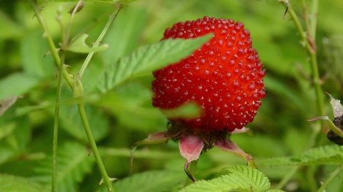 Red Exotic Healthy Tibetan Raspberry Green Stock Footage Video (100% ...